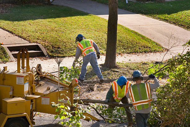 How Our Tree Care Process Works  in Highland Falls, NY